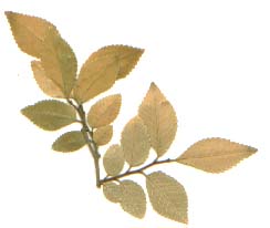 ChineseElm