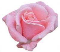 Pink Rose