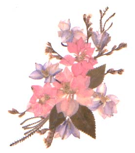 Pink spray of pressed flowers